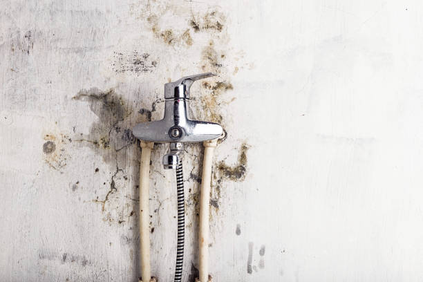 Best Best Mold Removal Companies  in Hemet, CA
