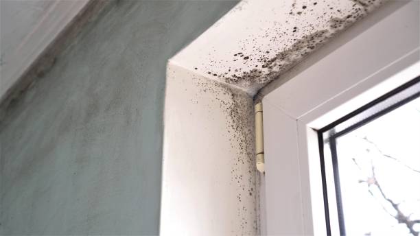 Best Toxic Mold Removal  in Hemet, CA