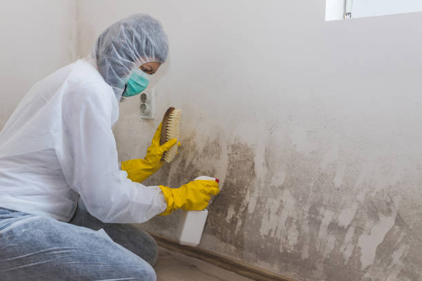 Best Mold Cleaning Services  in Hemet, CA
