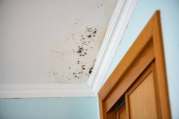 Best Same-Day Mold Removal  in Hemet, CA