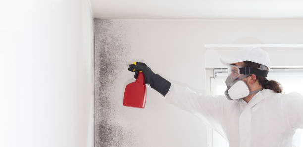 Mold Testing and Removal in Hemet, CA