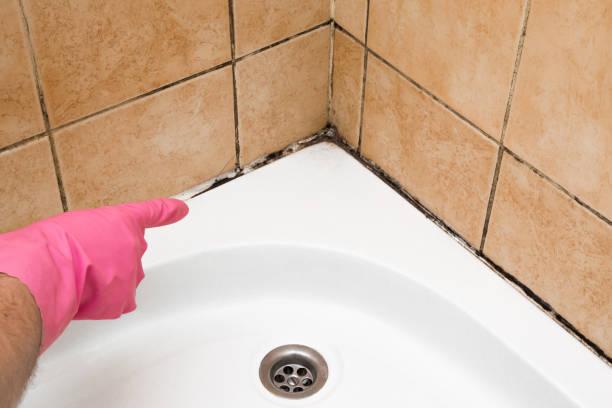 Best Commercial Mold Removal  in Hemet, CA